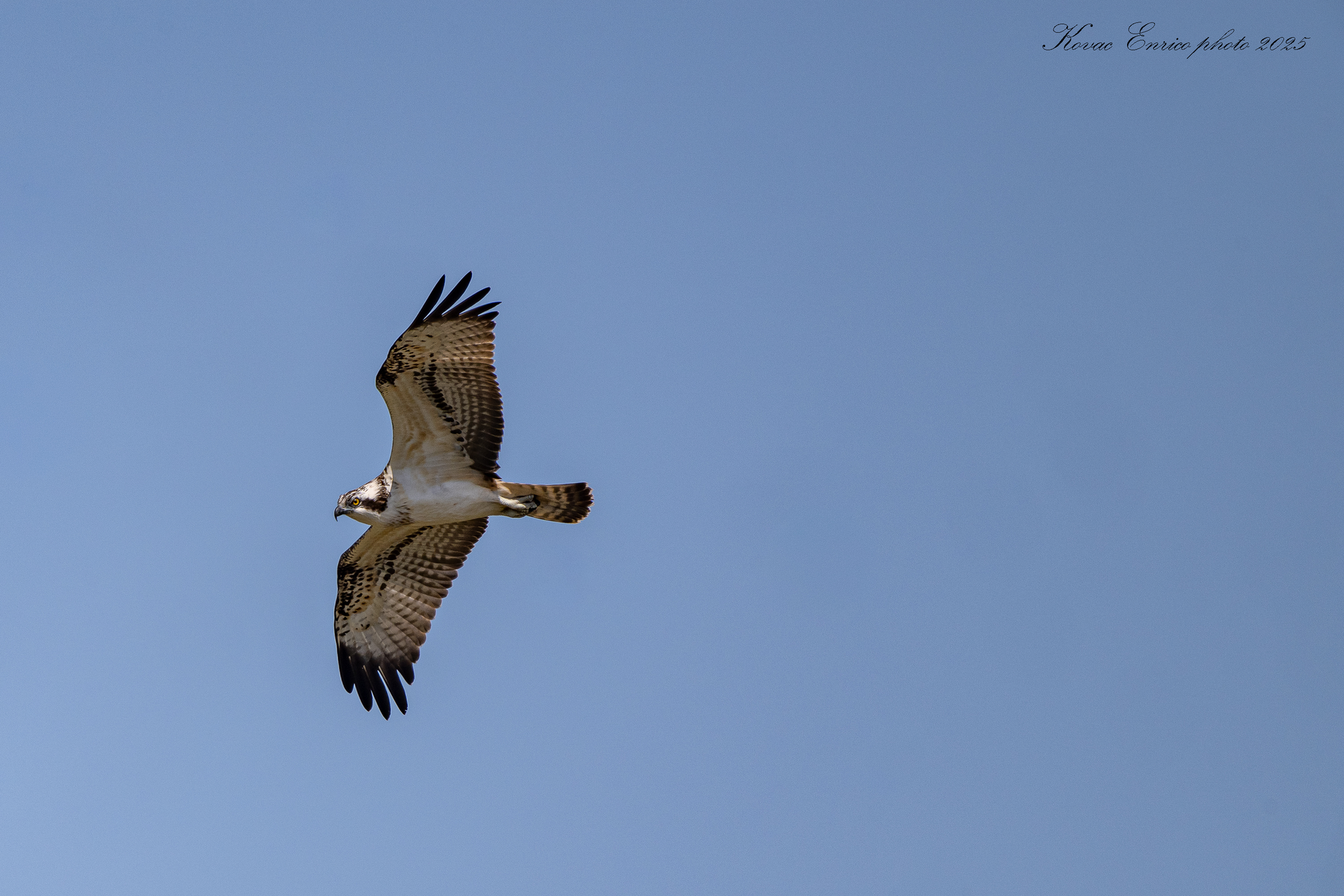 DSC_8592.jpg Photos by Enrico Kovac