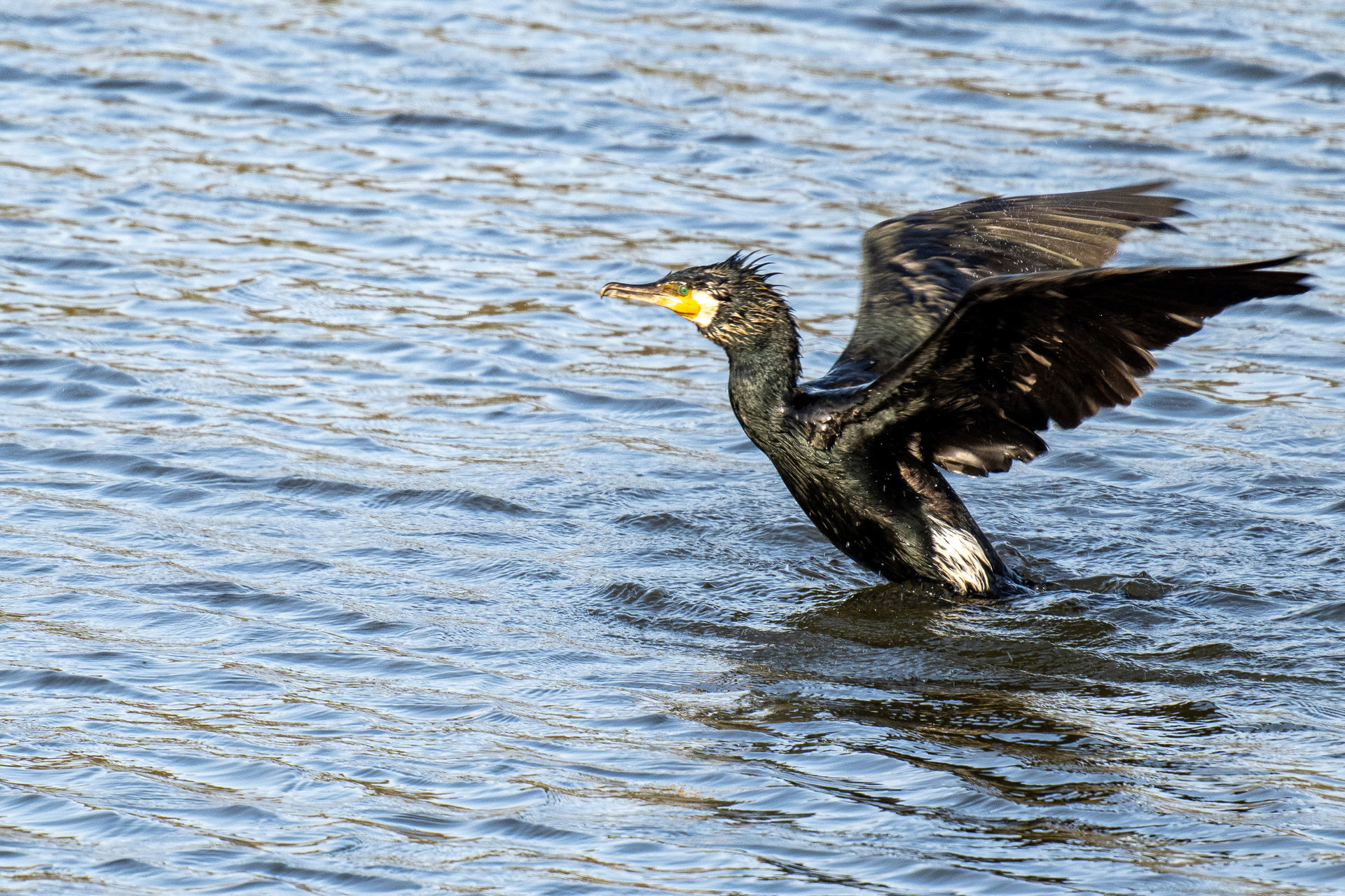 cormorano.jpg Photos by Enrico Kovac