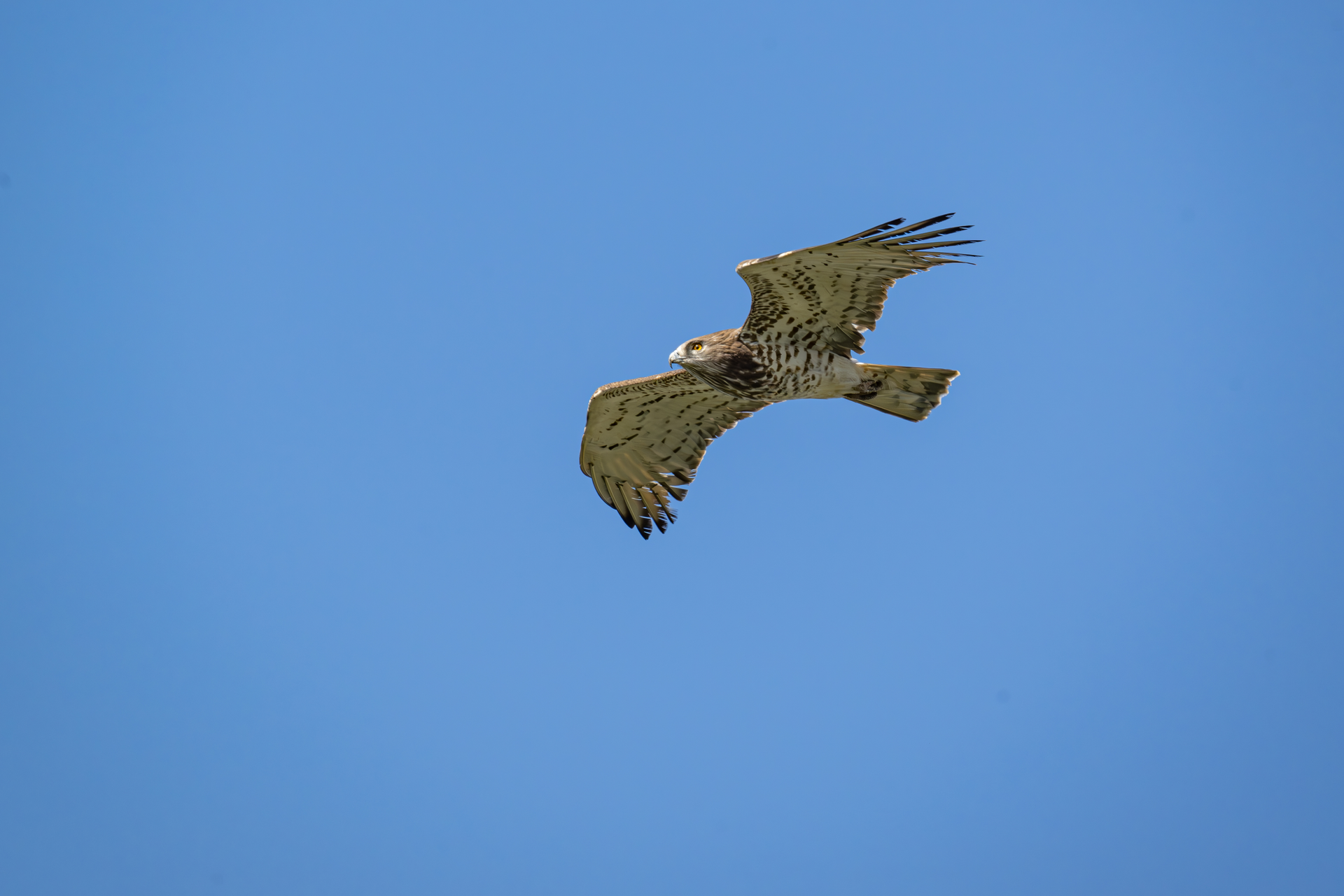 DSC_2065.jpg Photos by Enrico Kovac